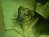 mon chien!!